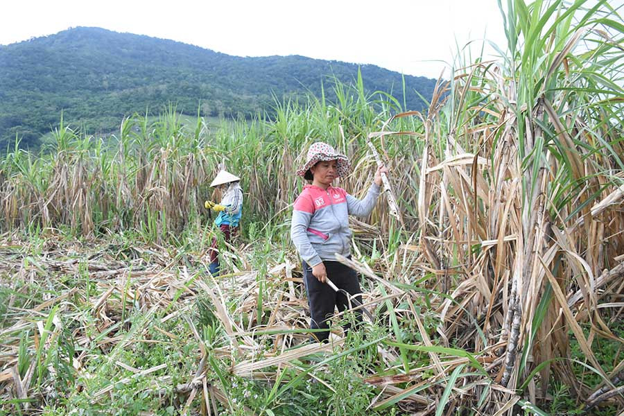 mía vẫn được coi là cây trồng chủ lực của huyện Kbang