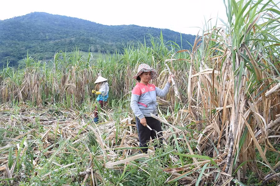 mía vẫn được coi là cây trồng chủ lực của huyện Kbang