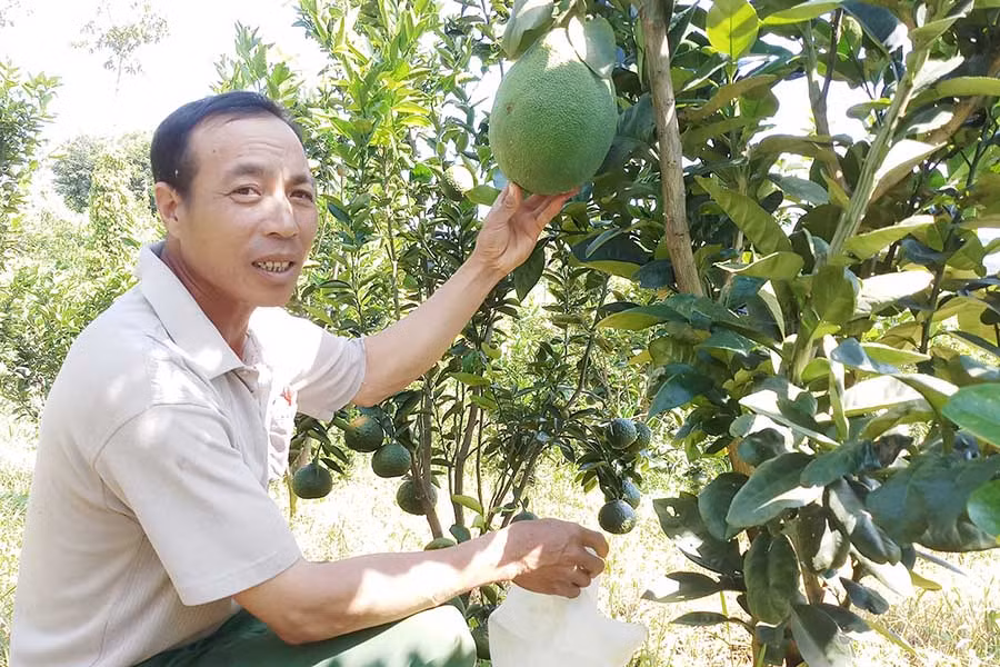  Ông Đỗ Văn Quyết giới thiệu vườn cây ăn quả của gia đình. Ảnh: Lê Trang