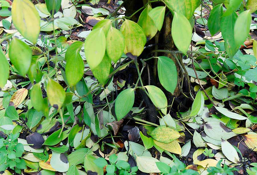 Hình minh họa. Ảnh: Đức Thụy