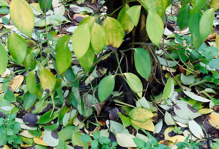 Hình minh họa. Ảnh: Đức Thụy