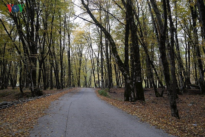 Rừng thu Azerbaijan.