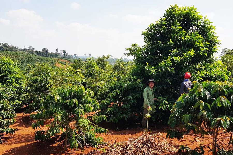  Nhiều cây dổi trồng xen trong vườn cà phê của gia đình ông Nguyễn Hữu Thảnh (thôn 1, xã Sơ Pai) đã cao từ 5 m đến 6 m, chuẩn bị cho quả. Ảnh: N.S