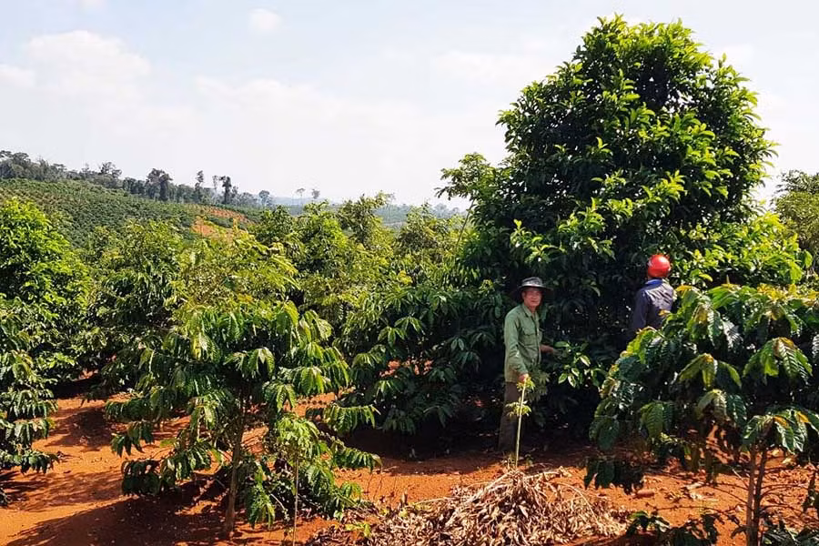  Nhiều cây dổi trồng xen trong vườn cà phê của gia đình ông Nguyễn Hữu Thảnh (thôn 1, xã Sơ Pai) đã cao từ 5 m đến 6 m, chuẩn bị cho quả. Ảnh: N.S