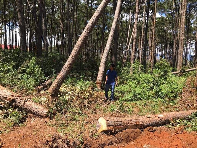 Nhiều cây thông lớn bị đốn hạ gần quốc lộ 28