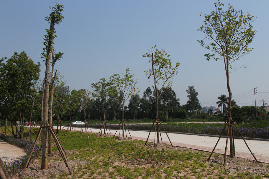 Bên ngoài khu đất, cây xanh đã trồng thành hàng ngay ngắn