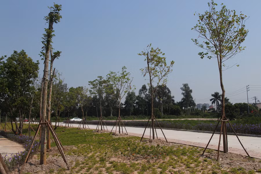 Bên ngoài khu đất, cây xanh đã trồng thành hàng ngay ngắn