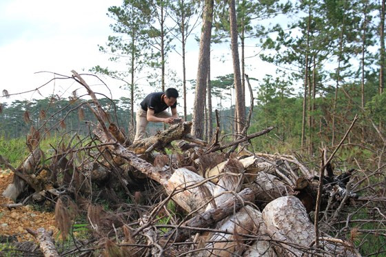  Rừng thông tại tiểu khu 216, bị phá trong thời gian dài nhưng không bị phát hiện xử lý kịp thời