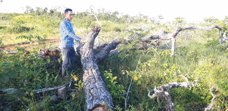 2,5 ha rừng phòng hộ trên núi Cheng Leng thuộc quản lý của Ban Quản lý Rừng phòng hộ Ayun Pa bị chặt phá. Ảnh: Q.T