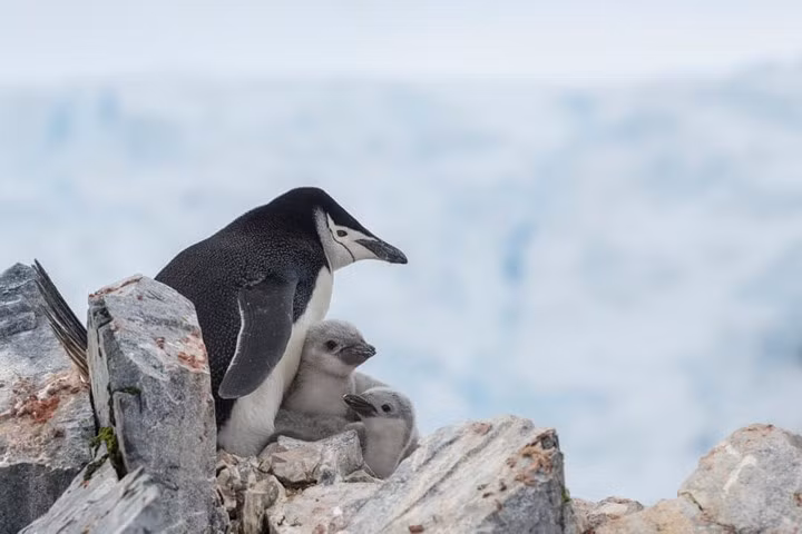  Gia đình chim cánh cụt quai mũ ở Spigot Peak, Dải Gerlache, Nam cực.
