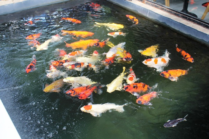 Bốn bể cá của anh Quyền trị giá hơn 2 tỷ đồng Bốn bể cá của anh Quyền trị giá hơn 2 tỷ đồng