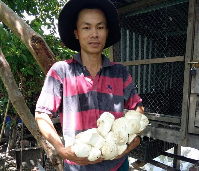 Trứng trăn to, vỏ mềm, mỗi lứa trăn đẻ tới 70-80 trứng