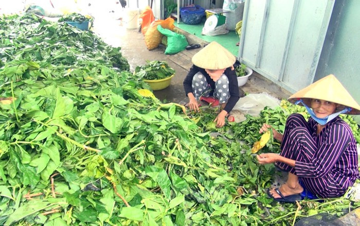 Một cơ sở thu mua lá nhàu tươi ở xã Tân Lộc. Ảnh: Chúc Ly.