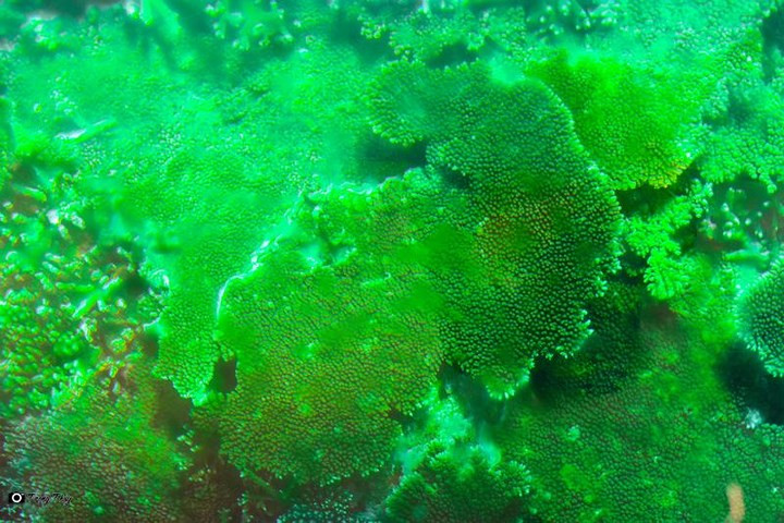 Vĩnh Hy có tới 307 loài san hô thân cứng và thân mềm, trong đó có 50 loài mới được phát hiện ở Việt Nam.