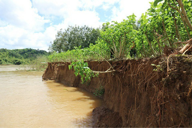Nhiều diện tích đất của người dân hai huyện Cát Tiên và Đạ Tẻh bị nước cuốn trôi khi tàu cát hoạt động trở lại.