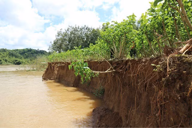 Nhiều diện tích đất của người dân hai huyện Cát Tiên và Đạ Tẻh bị nước cuốn trôi khi tàu cát hoạt động trở lại.