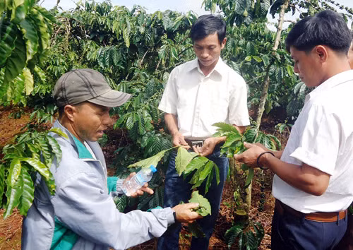 Mô hình sản xuất cà phê theo quy trình VietGAP đang mang lại nhiều lợi ích cho nông dân. Ảnh: I.T