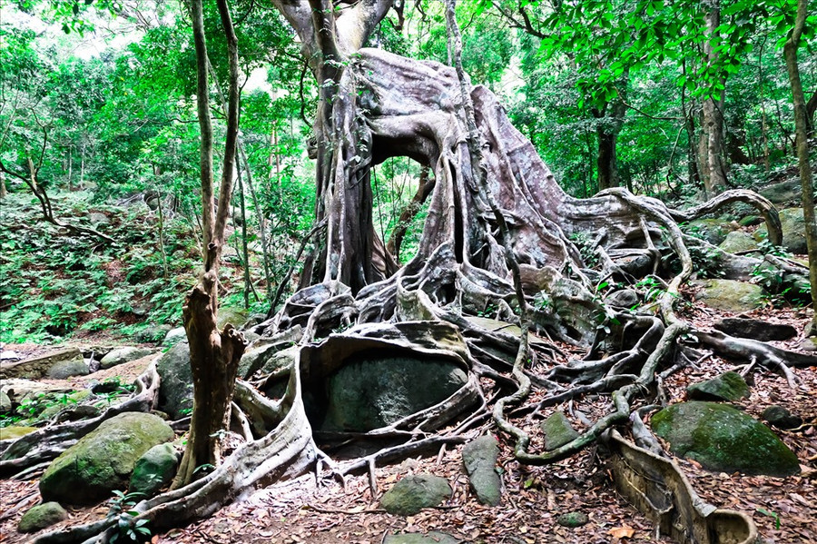 Cây đa con nai là một cây đa cổ thụ, nằm xen giữa những tán cây rừng rậm rạp và bên một con suối chảy trong lòng Sơn Trà.
