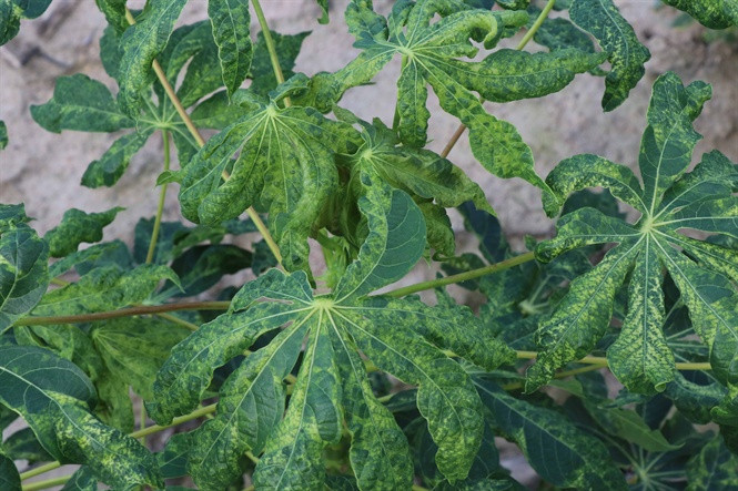 Triệu chứng của bệnh trên lá