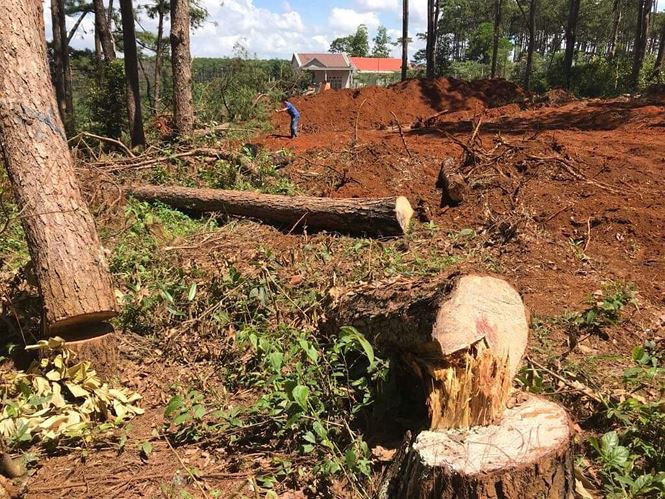 Nhiều cây thông lớn bị đốn hạ gần quốc lộ 28