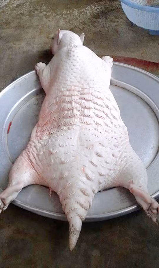 Quản lý nhà hàng N. (quận 1, TP HCM) gửi hình nhím sống và tê tê đã được làm sẵn qua điện thoại để mời chào khách Ảnh: LÊ PHONG