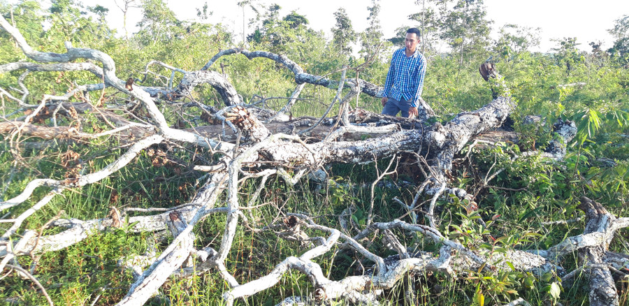 2,5 ha rừng phòng hộ trên núi Cheng Leng thuộc quản lý của Ban Quản lý Rừng phòng hộ Ayun Pa bị chặt phá. Ảnh: Q.T  2,5 ha rừng phòng hộ trên núi Cheng Leng thuộc quản lý của Ban Quản lý Rừng phòng hộ Ayun Pa bị chặt phá. Ảnh: Q.T