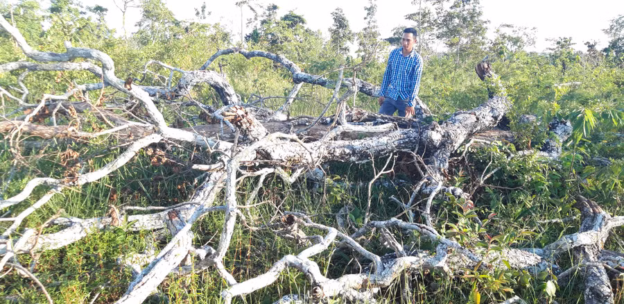  2,5 ha rừng phòng hộ trên núi Cheng Leng thuộc quản lý của Ban Quản lý Rừng phòng hộ Ayun Pa bị chặt phá. Ảnh: Q.T