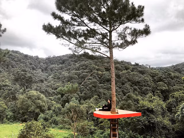  Khác với “cây thông cô đơn” nổi tiếng ở đồi sứ Thiên Phúc, Hồ suối Vàng (Đà Lạt), cây thông trái tim có các bậc thang để bạn trèo lên check-in. Ảnh: @lethy