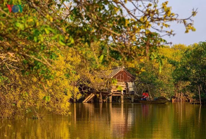 Người ta ví rừng ngập mặn Rú Chá như một bức bình phong án ngữ che chắn cho đất liền nơi biển Thuận An. Người dân ở đây bảo rằng, khi có bão lũ thì ở trong rừng ít bị tổn hại hay ảnh hưởng nhiều, nên đây cũng là nơi tránh lũ của bà con mỗi mùa nước nổi.