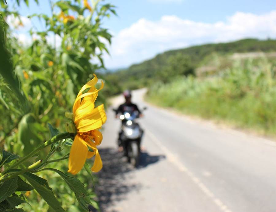  Hoa dã quỳ mọc ven đường vào thác