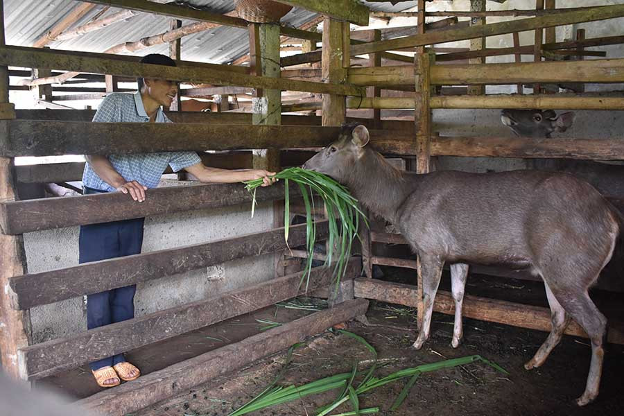 Ông Phan Đình Hanh chăm sóc đàn nai xám của gia đình. Ảnh: P.T