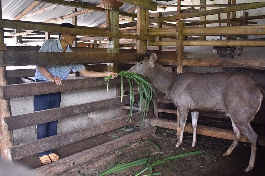  Ông Phan Đình Hanh chăm sóc đàn nai xám của gia đình. Ảnh: P.T
