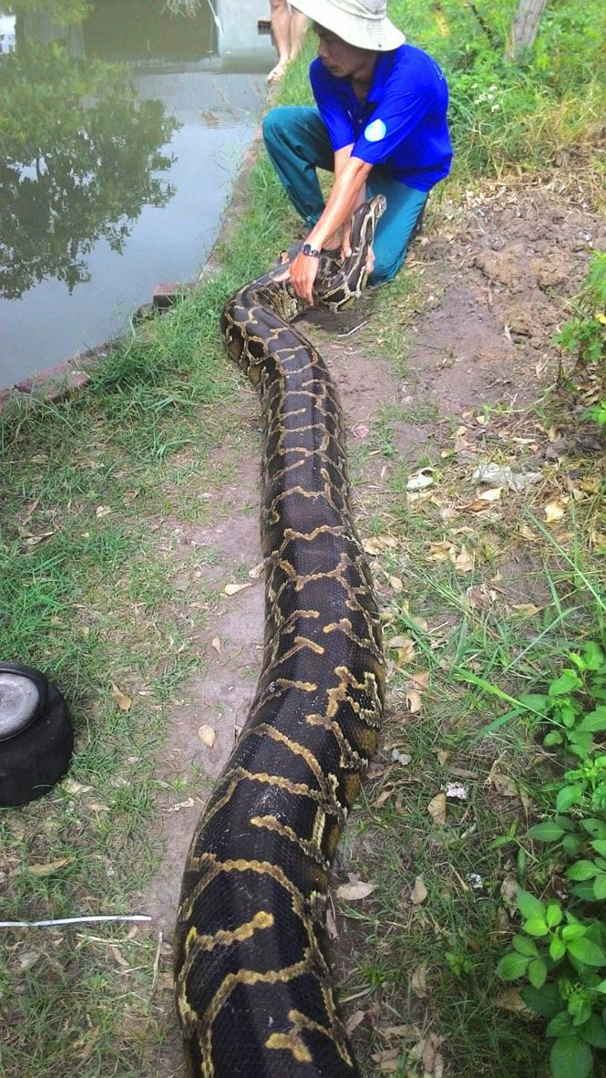 Trăn khổng lồ âu yếm với chủ nuôi trước khi trườn xuống đầm tắm mát