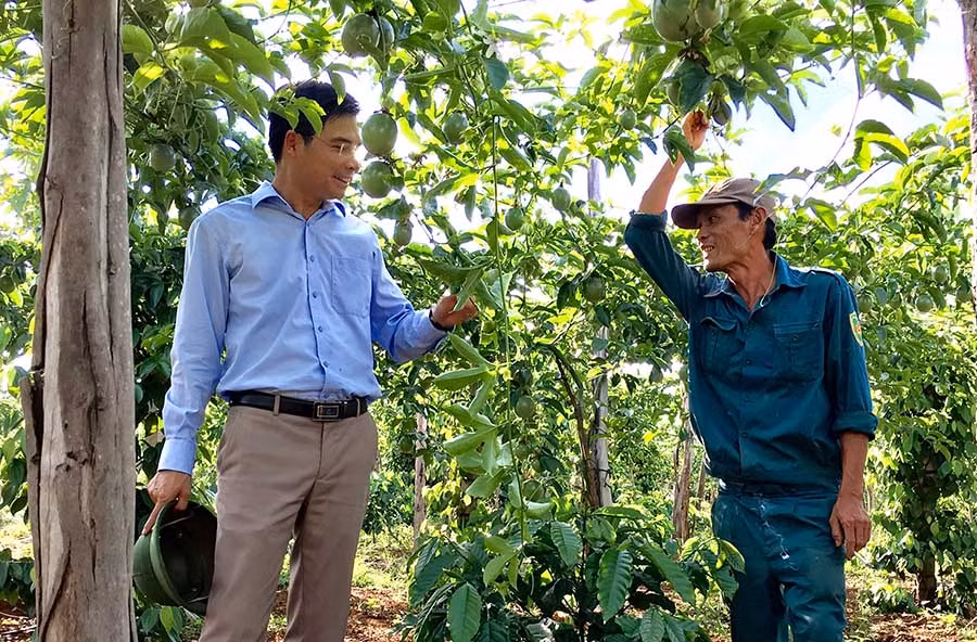 Công ty Doveco đầu tư Nhà máy chế biến các loại hoa quả tại Gia Lai. Ảnh: Hà Duy