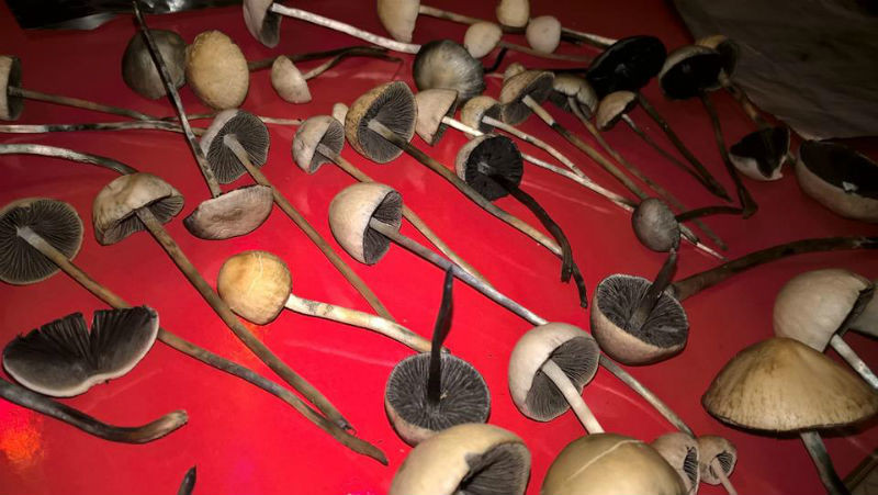 Loại "thần dược" này được rao bán công khai trên mạng xã hội được giới trẻ ưa chuộng cho rằng có cảm giác mới lạ Loại