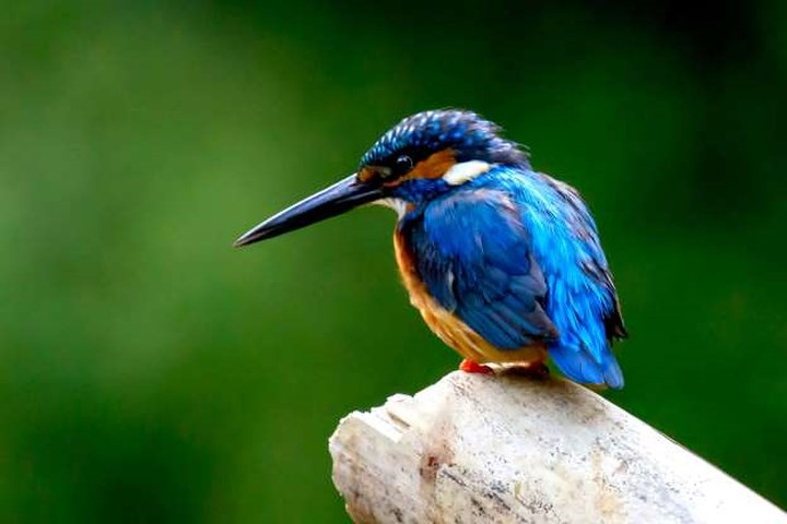 Chim bói cá: Những chú chim bói cá luôn thu hút bởi bộ lông lấp lánh những sắc màu rực rỡ.