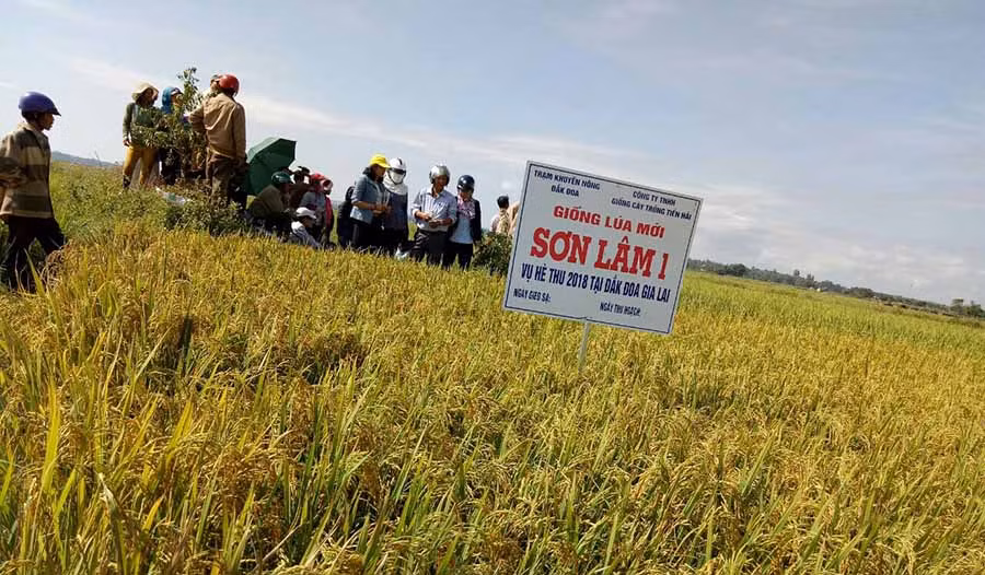 Nông dân thị trấn Đak Đoa tham quan mô hình giống lúa Sơn Lâm 1. Ảnh: Nguyễn Diệp