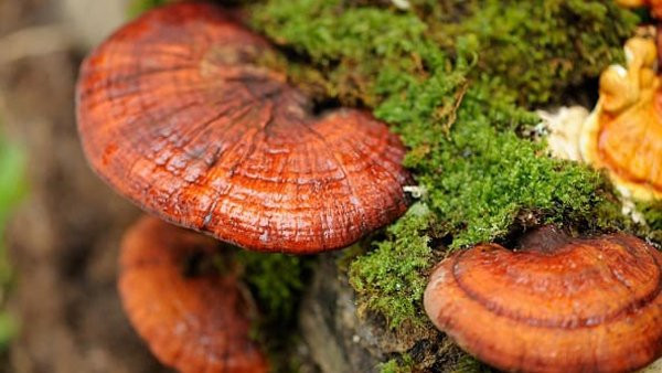 Trong 17.000 bài thuốc đông y, nấm linh chi chỉ có tên trong duy nhất 1 bài thuốc, chỉ được coi như một loại trà