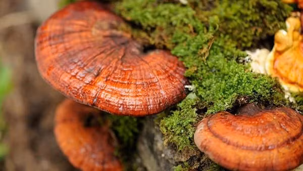 Trong 17.000 bài thuốc đông y, nấm linh chi chỉ có tên trong duy nhất 1 bài thuốc, chỉ được coi như một loại trà