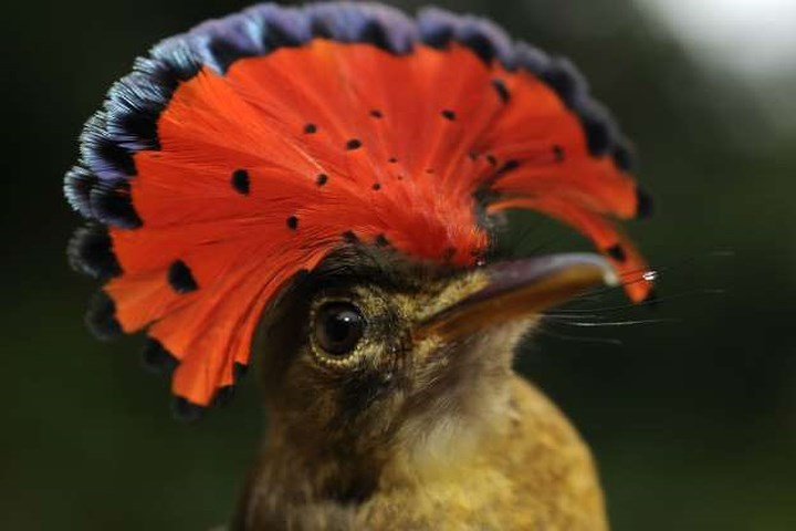  Chim rẻ quạt hoàng gia: Loài chim này gây ấn tượng bởi đám lông lớn trên đầu hình dẻ quạt có màu sắc vô cùng sặc sỡ.