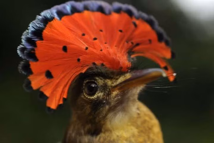 Chim rẻ quạt hoàng gia: Loài chim này gây ấn tượng bởi đám lông lớn trên đầu hình dẻ quạt có màu sắc vô cùng sặc sỡ.