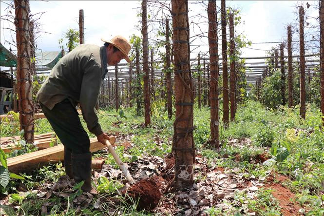 Ông Nguyễn Điệp (xã Chư Pơng, huyện Chư Sê, tỉnh Gia Lai) bên vườn hồ tiêu 1.800 trụ đã chết sau mùa mưa. Ảnh: Dư Toán/TTXVN