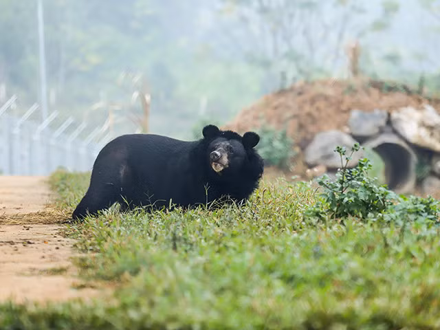 Một cá thể gấu được trở về đời sống bán hoang dã ở cơ sở bảo tồn gấu Ninh Bình sau khi được giải cứu. Ảnh: EVN. 