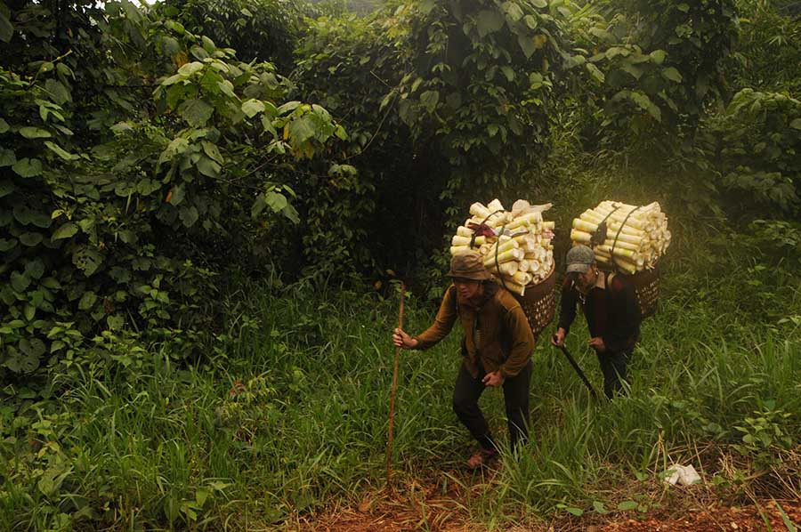 Ka Hòi đeo gùi măng còn nặng hơn trọng lượng cơ thể mình. Ảnh: N.H.T