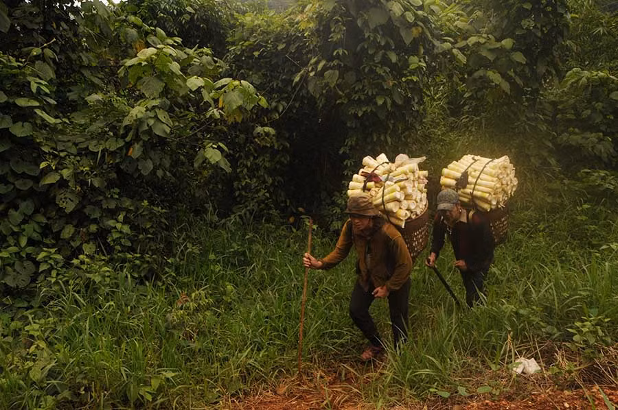 Ka Hòi đeo gùi măng còn nặng hơn trọng lượng cơ thể mình. Ảnh: N.H.T
