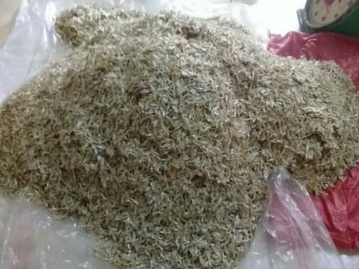 Cá sau khi đánh về được đưa lên lưới phơi trong vòng 1 ngày là khô. Hiện giá cá cơm trên thị trường Hà Nội dao động từ 220.00 - 250.000 đồng/1kg.