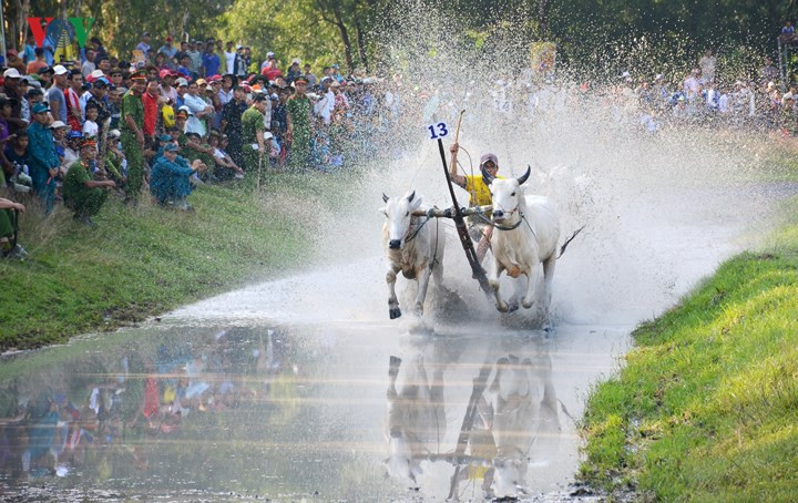 Từ năm 1992 đến nay, đua bò đã được tổ chức quy mô hơn và chuyên nghiệp hơn nên việc chọn lựa cặp bò, chăm sóc để đi thi đấu được quan tâm hơn.