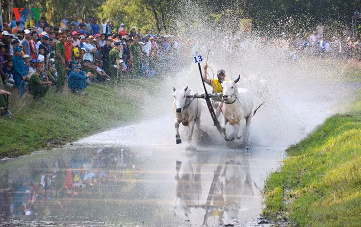 Từ năm 1992 đến nay, đua bò đã được tổ chức quy mô hơn và chuyên nghiệp hơn nên việc chọn lựa cặp bò, chăm sóc để đi thi đấu được quan tâm hơn. Từ năm 1992 đến nay, đua bò đã được tổ chức quy mô hơn và chuyên nghiệp hơn nên việc chọn lựa cặp bò, chăm sóc để đi thi đấu được quan tâm hơn.