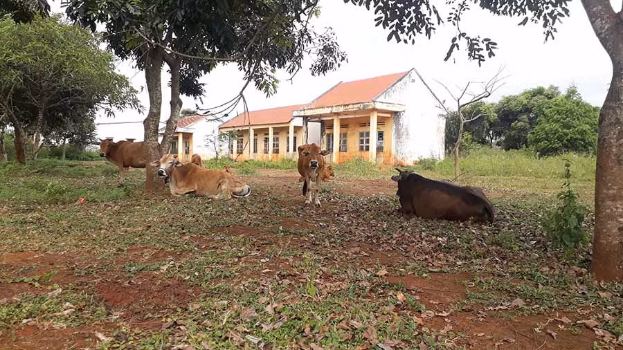  Điểm trường trung tâm Trường Tiểu học Võ Thị Sáu (xã Ia Hlốp, huyện Chư Sê) sau khi sáp nhập trở thành nơi chăn thả bò. Ảnh: Nguyễn Tú