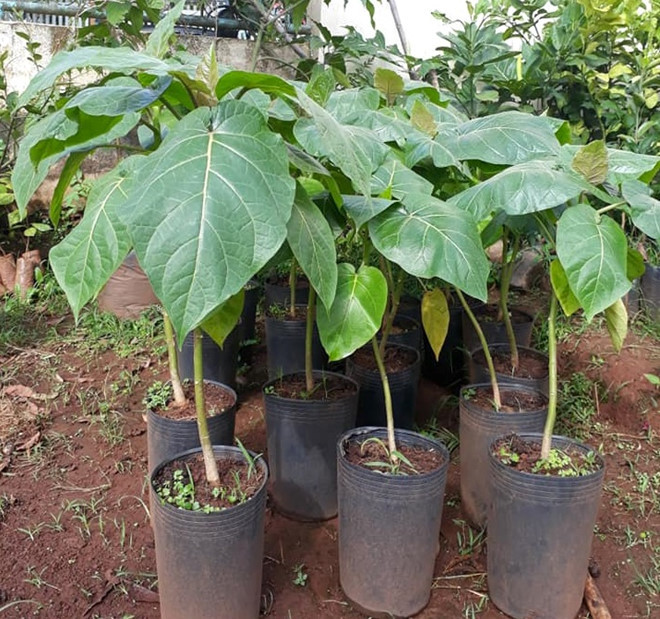 Giống cây cà chua thân gỗ tại TP.HCM hiện còn 250.000 đồng/cây, trong khi đó, các nhà vườn tại Lâm Đồng, Đắk Lắk chỉ hơn 100.000 đồng/cây.